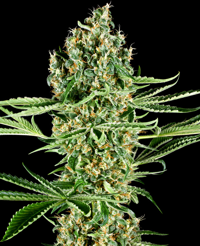 Critical Runtz - Feminizovaná semena konopí 3 ks, Sensi Seeds