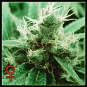 TrainWreck - semínka 10 ks (Indoor), feminizovaná semínka Green House Seeds