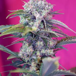 Cream Mandarine Auto - fem. a samonakvétací semínka 10ks Sweet Seeds