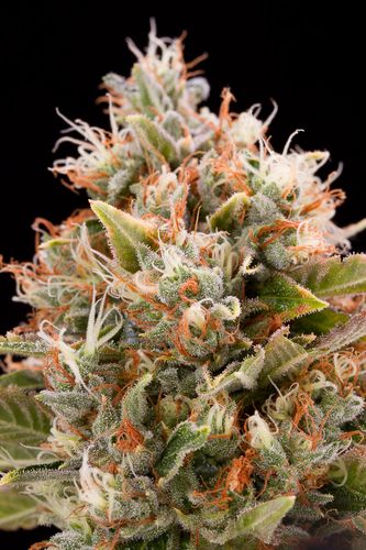 Chemdawg - feminizovaná semínka 3ks Humboldt