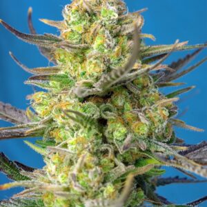 Sweet Cheese XL Auto Feminizovaná Semínka
