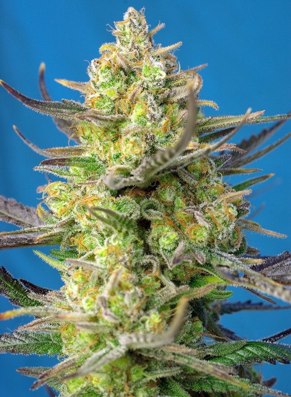 Sweet Cheese XL Auto Feminizovaná Semínka