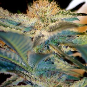 Mohan Ram – feminizovaná semínka 3 ks Sweet Seeds