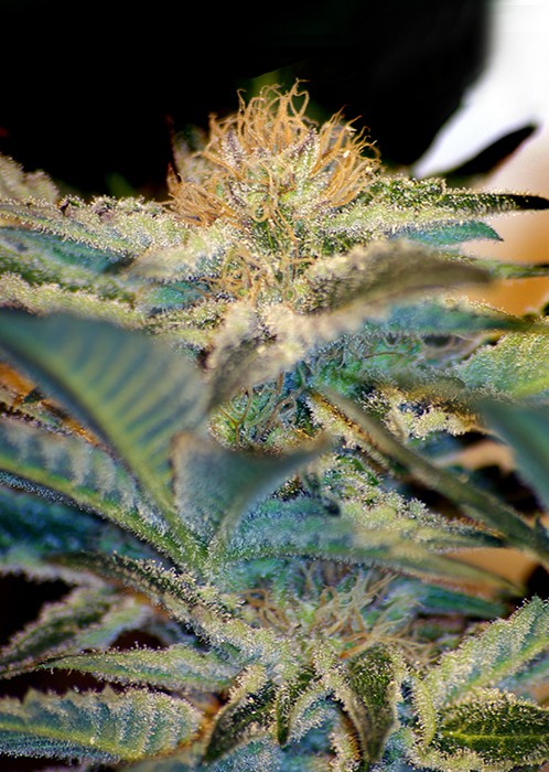 Mohan Ram – feminizovaná semínka 3 ks Sweet Seeds