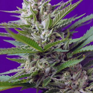 Speed Devil 2 Auto – 5 ks autoflowering semínek Sweet Seeds