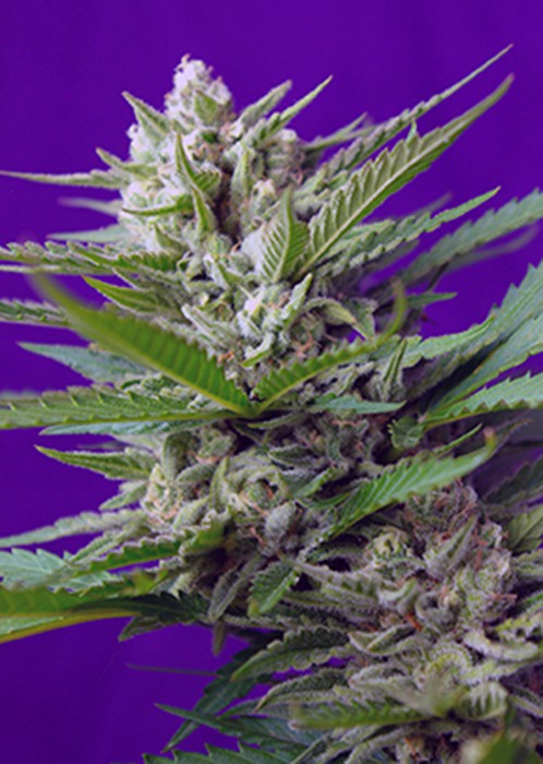 Speed Devil 2 Auto – 5 ks autoflowering semínek Sweet Seeds