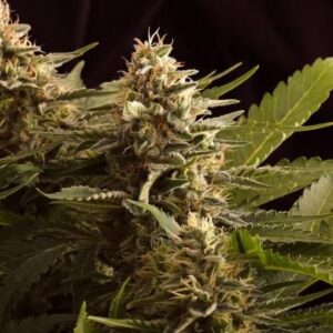 Colombian Jack - feminizovaná semínka 5 ks Kannabia Seeds