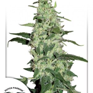Skywalker - feminizovaná semínka 10ks Dutch Passion