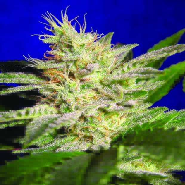 Sheherazade - semínka 10 ks feminizovaná semínka Paradise Seeds