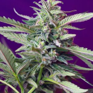 S.A.D. Auto – 10 ks autoflowering semínek Sweet Seeds