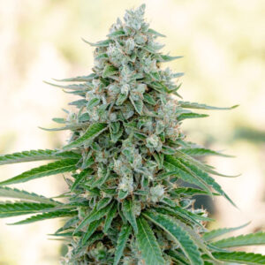 Critical Mango - feminizované semena 10ks, Silent Seeds