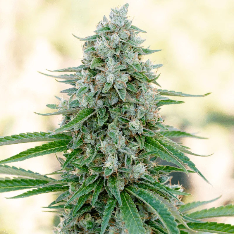 Critical Mango - feminizované semena 10ks, Silent Seeds