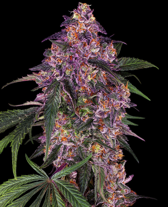 Sensi Purple Kush - Feminizovaná semena konopí 3 ks, Sensi Seeds