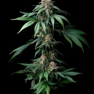 Mendo Breath Feminizovaná Semínka