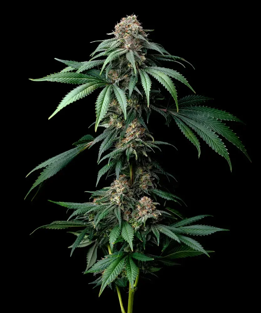 Mendo Breath Feminizovaná Semínka