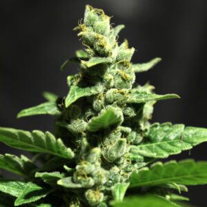 Green O Matic - semínka 10 ks feminizovaná semínka Green House Seeds