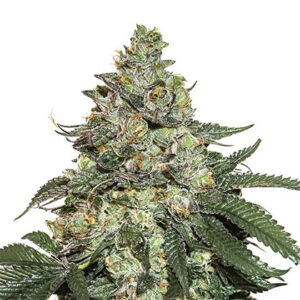 Girl Scout Cookies samonakvétací semena 5 ks Seedstockers