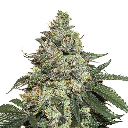 Girl Scout Cookies samonakvétací semena 5 ks Seedstockers