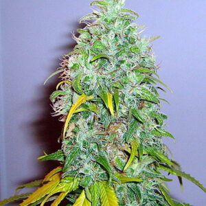 Skunk 1 - feminizované semínka 3 ks Royal Queen Seeds