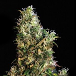 High Level – 3ks feminizovaná semínka Eva Seeds
