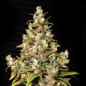 Monster – 9ks feminizovaná semena Eva Seeds