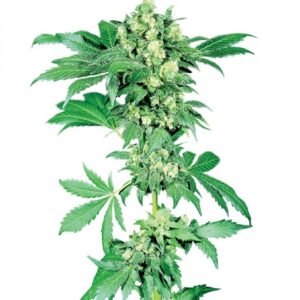 Afghani n.1 - semínka 10 ks standardizovaná Sensi Seeds