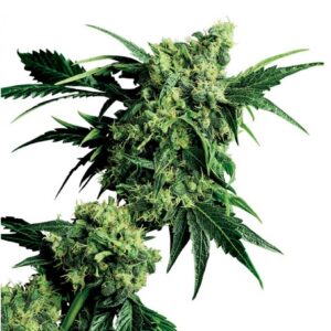 Mr Nice G13 x Hash Plant - semínka 10 ks standardizovaná Sensi Seeds