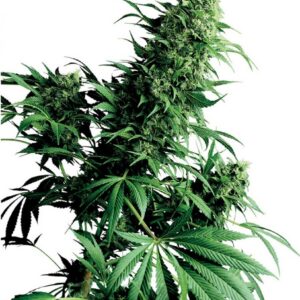 Shiva Shanti I - semínka 10 ks standardizovaná Sensi Seeds