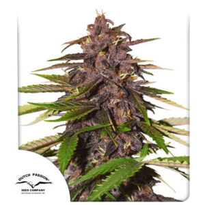 Auto Forbidden Cherry - autoflowering semena 3ks, Dutch Passion
