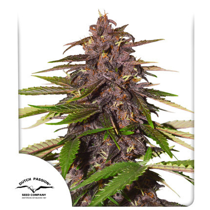 Auto Forbidden Cherry - autoflowering semena 3ks, Dutch Passion