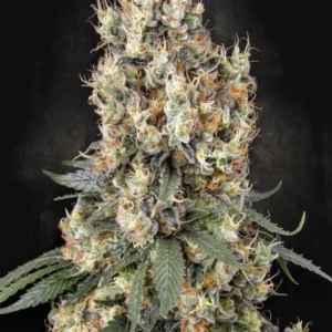 Exodus Cheese Feminizovaná Semínka - 5