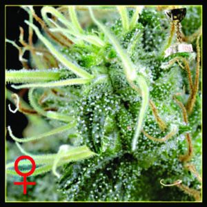 NL5 Haze Mist - semínka 5 ks feminizovaná semínka Green House Seeds