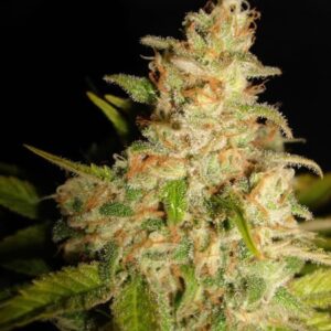 Northern Lights MoC – feminizovaná semínka 5 ks Ministry of Cannabis