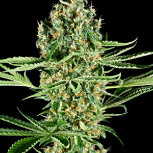 Critical Runtz - Feminizovaná semena konopí 5 ks, Sensi Seeds
