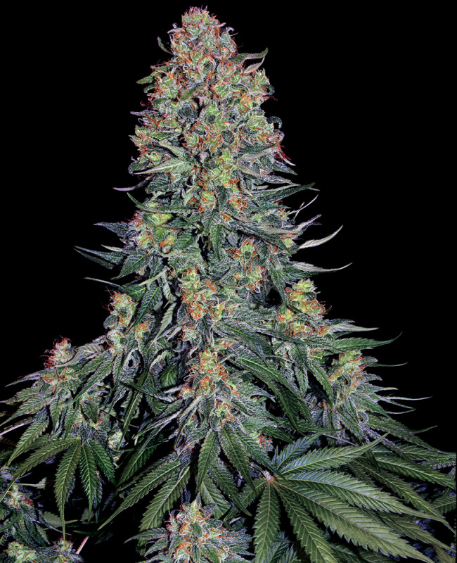 Blue Skunk - Feminizovaná semena konopí 5 ks, Sensi Seeds
