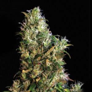 High Level – 6ks feminizovaná semena Eva Seeds