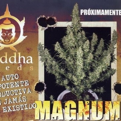 Magnum - feminizované a samonakvétací semínka 10 ks Buddha Seeds