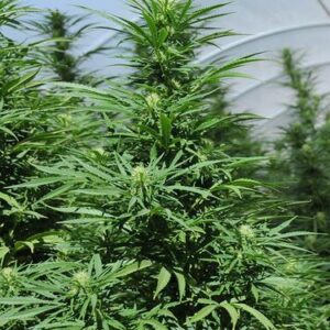 Green Crack - feminizovaná semínka 3ks Humboldt