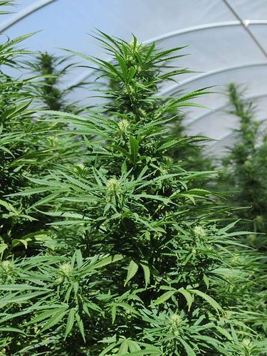 Green Crack - feminizovaná semínka 3ks Humboldt