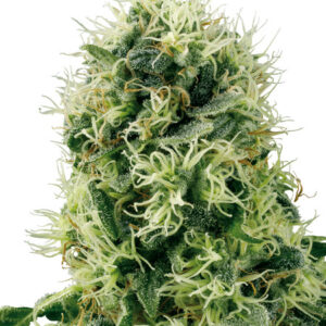 Pure Power Plant - feminizovaná semínka konopí 3 ks, Sensi Seeds