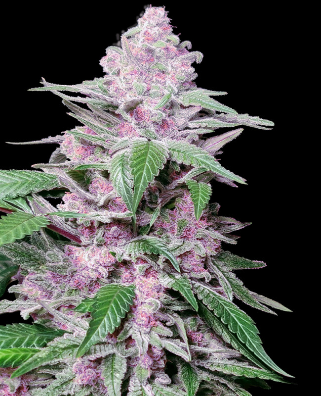 Purple Cookie Kush - Feminizovaná semena konopí 3 ks, Sensi Seeds