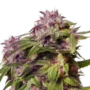 Blueberry Muffin Feminizovaná Semínka - 5