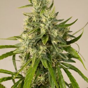 Trainwreck - feminizovaná semínka 3ks Humboldt
