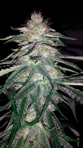 Lost Coast OG - feminizovaná semínka 5ks Humboldt