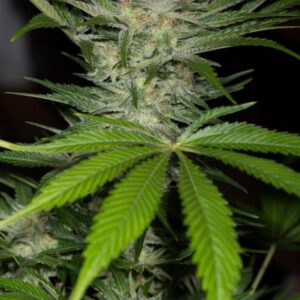 Black D.O.G. - feminizovaná semínka 3ks Humboldt