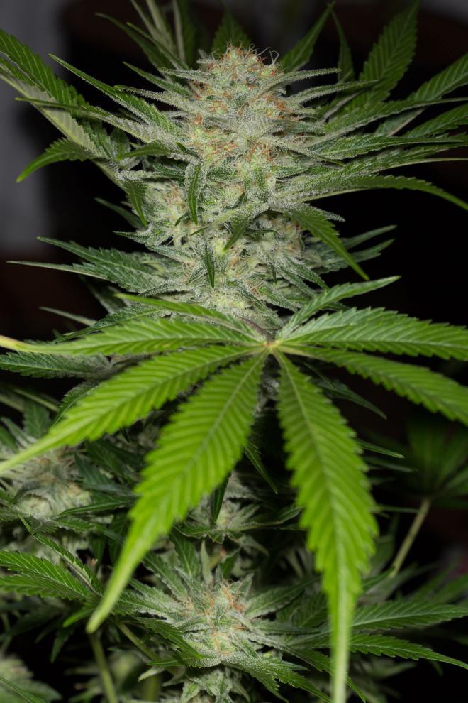 Black D.O.G. - feminizovaná semínka 3ks Humboldt