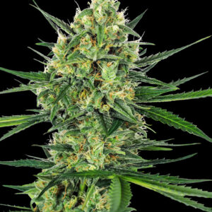 Tangerine Sugar - Feminizovaná semena konopí 10 ks, Sensi Seeds