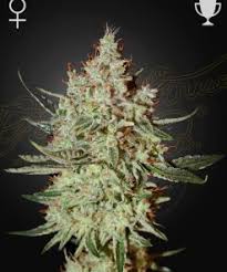 Super Lemon Haze x GMO Feminizovaná Semínka - 5