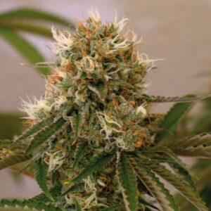Red Cherry Berry – feminizovaná semínka 10ks Barney Farms