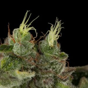 Bubba Kush - feminizovaná semínka 3ks Humboldt